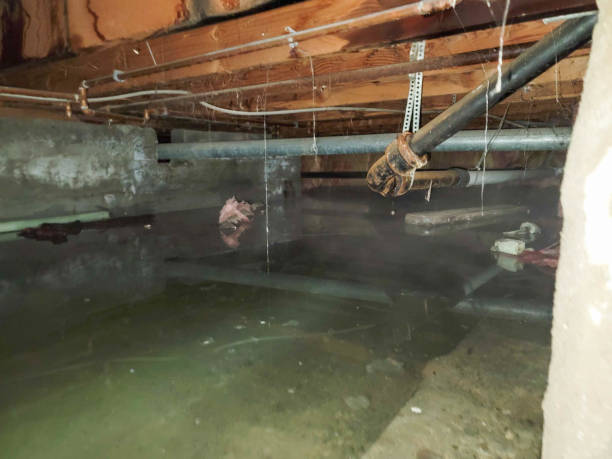 Best Basement water damage restoration  in Johnson Lane, NV